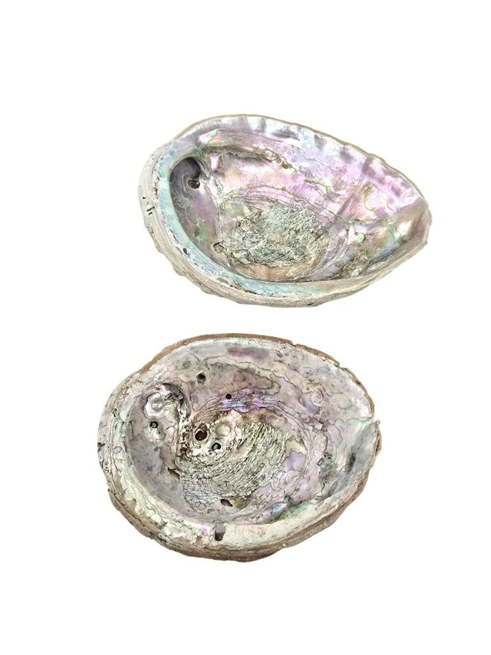 Abalone Shells Set of 2 Decorative Ocean-Themed Home Décor Art Pieces JE252
